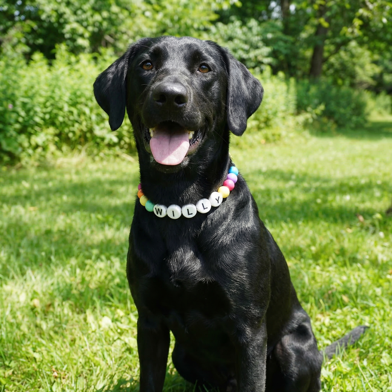 Matching friendship bracelet and collar