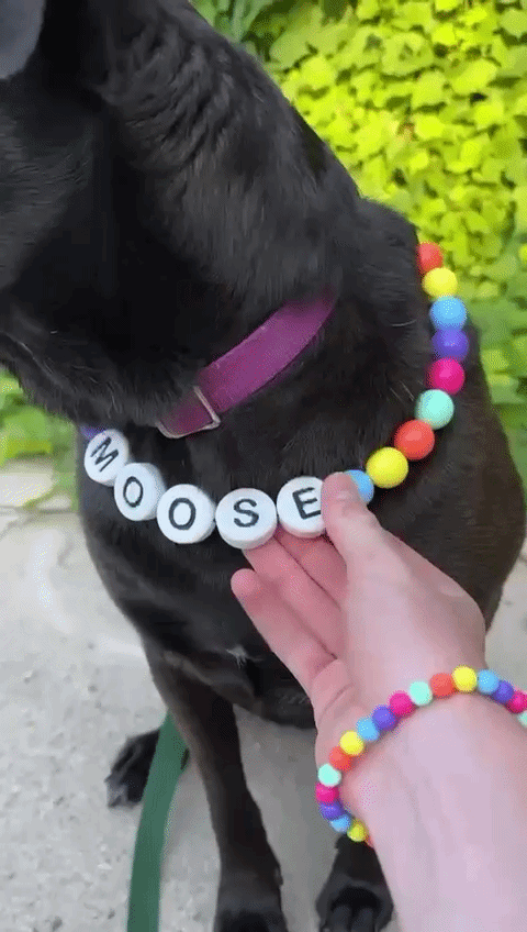 Handmade Friendship Bracelet & Collar 🐾